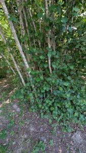 <i>Corylus avellana</i>