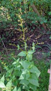 <i>Scrophularia nodosa</i>