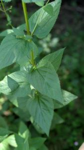 <i>Scrophularia nodosa</i>