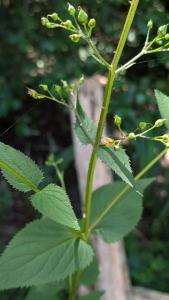 <i>Scrophularia nodosa</i>
