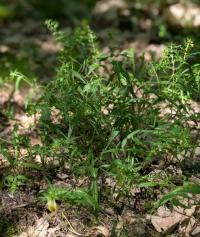 <i>Melampyrum pratense</i>