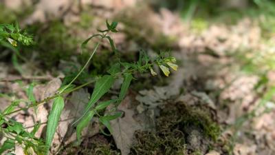 <i>Melampyrum pratense</i>
