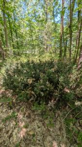 <i>Ruscus aculeatus</i>