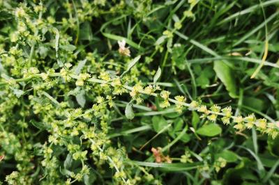 <i>Rumex pulcher</i>