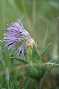 <i>Carthamus mitissimus</i>