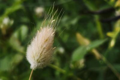 <i>Lagurus ovatus</i>