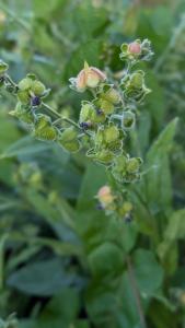 <i>Cynoglossum officinale</i>