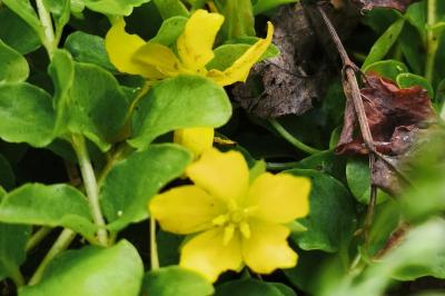 <i>Lysimachia nummularia</i>