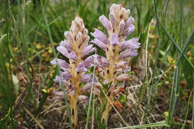 <i>Phelipanche arenaria</i>