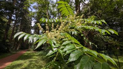 <i>Ailanthus altissima</i>
