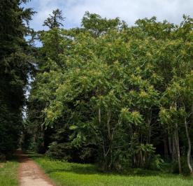 <i>Ailanthus altissima</i>