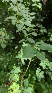 <i>Prunus padus</i>