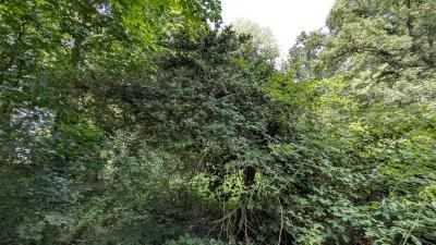 <i>Buxus sempervirens</i>