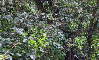 <i>Buxus sempervirens</i>
