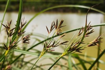 <i>Cyperus longus</i>