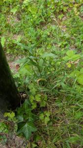 <i>Epipactis</i>