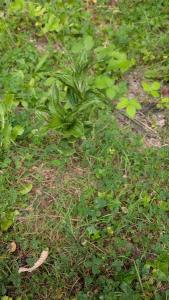 <i>Epipactis</i>