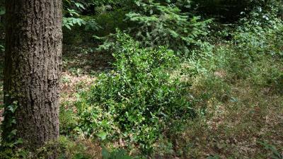 <i>Euonymus japonicus</i>