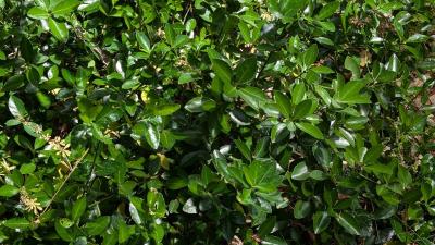 <i>Euonymus japonicus</i>