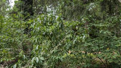 <i>Prunus persica</i>