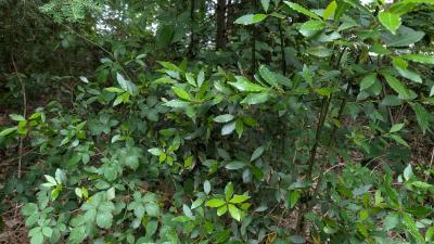 <i>Laurus nobilis</i>
