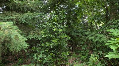 <i>Laurus nobilis</i>