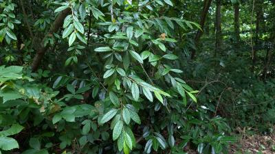 <i>Cotoneaster salicifolius</i>