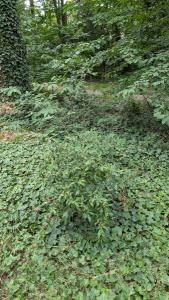 <i>Cotoneaster salicifolius</i>
