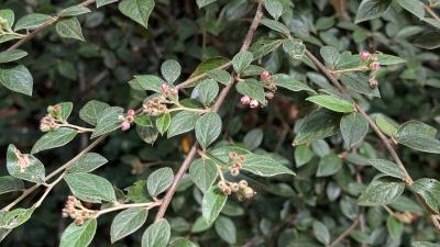 <i>Cotoneaster franchetii</i>