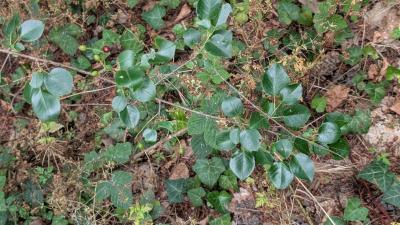 <i>Prunus mahaleb</i>