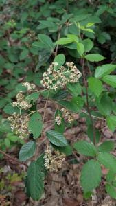 <i>Cotoneaster coriaceus</i>