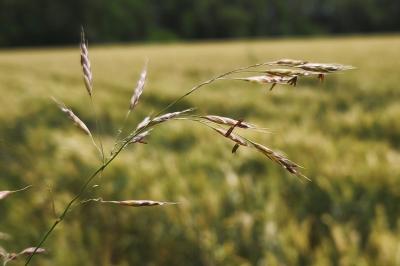 <i>Bromus arvensis</i>
