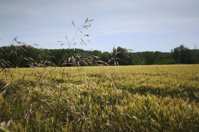 <i>Bromus arvensis</i>