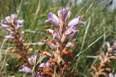 <i>Phelipanche arenaria</i>