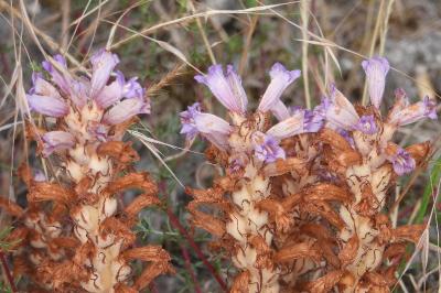 <i>Phelipanche arenaria</i>