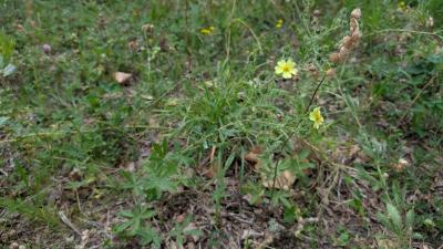 <i>Potentilla recta</i>