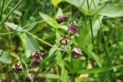 <i>Comarum palustre</i>