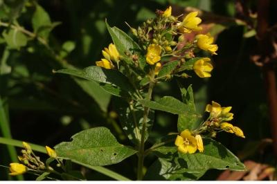 <i>Lysimachia vulgaris</i>