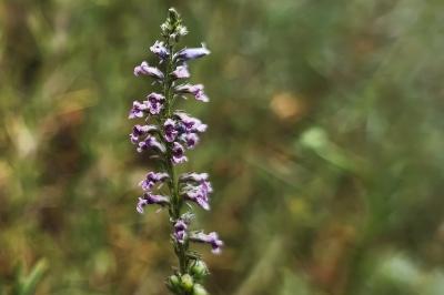 <i>Anarrhinum bellidifolium</i>
