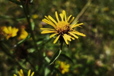 <i>Inula salicina</i>