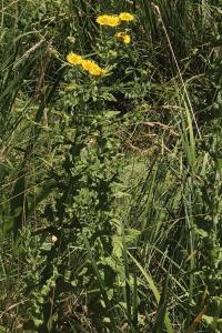<i>Pulicaria dysenterica</i>