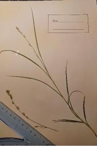 <i>Carex divulsa</i>