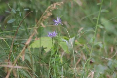 <i>Phyteuma orbiculare</i>