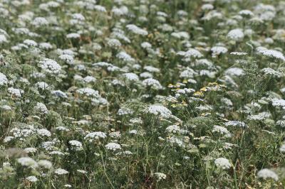 <i>Ammi majus</i>