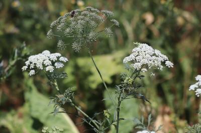 <i>Ammi majus</i>