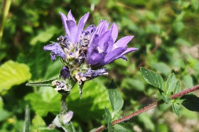 <i>Campanula glomerata</i>