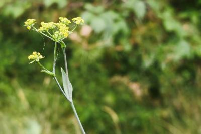 <i>Bupleurum falcatum</i>
