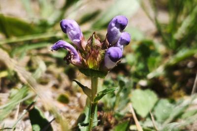 <i>Prunella grandiflora</i>