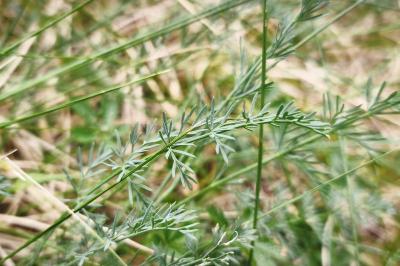 <i>Seseli montanum</i>