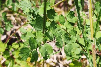 <i>Thalictrum minus</i>